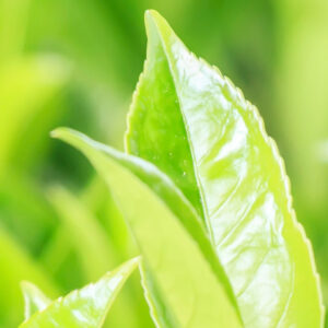 Why is White Tea Extract Beneficial for Your Skin?